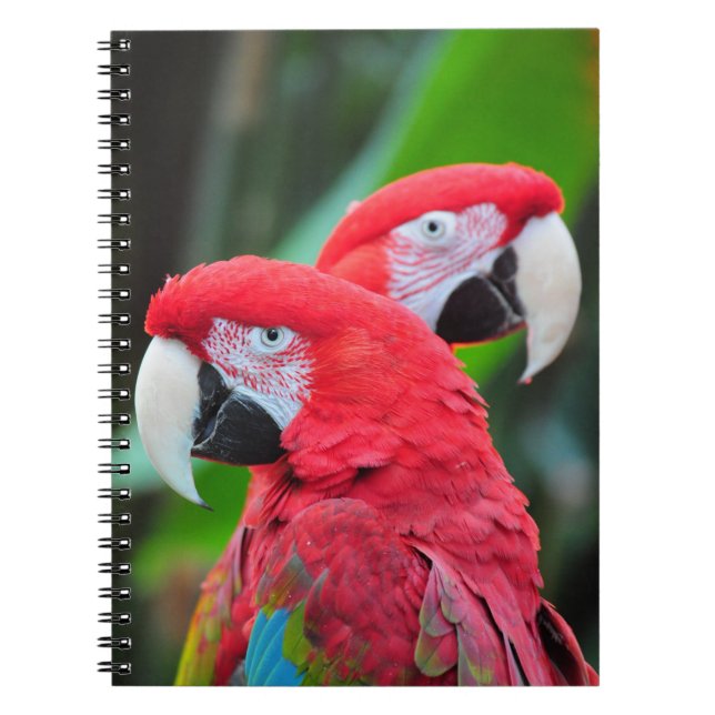 Colorful macaw parrots poster notebook (Front)