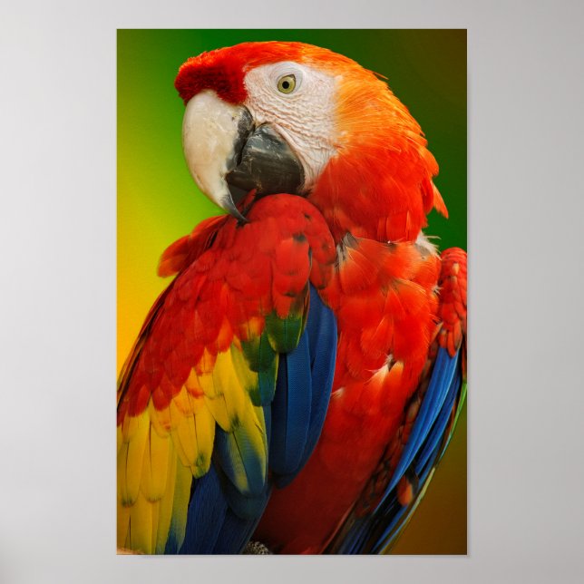 Colorful macaw poster (Front)
