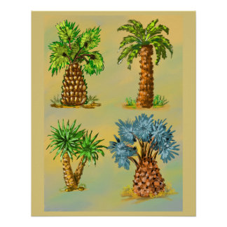 Colorful palm tree varieties. poster