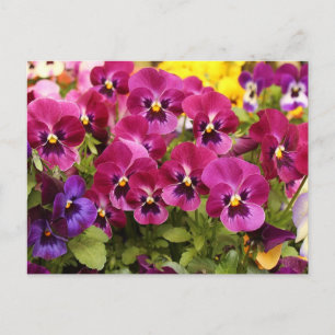 Colorful Pansy Flowers in the Garden  Postcard