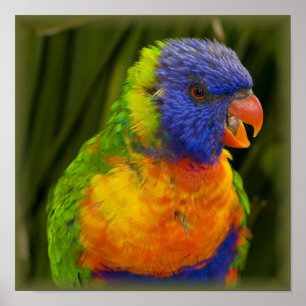 Colorful parakeet poster