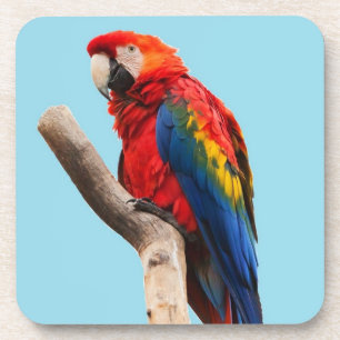 Colorful Parrot Portrait Photo Coaster