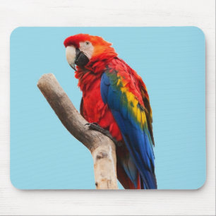 Colorful Parrot Portrait Photo Mouse Mat