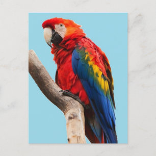 Colorful Parrot Portrait Photo Postcard