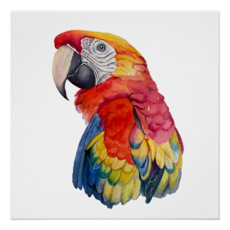 Colorful Parrot Watercolor Illustration Poster