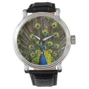 Colorful peacock watch