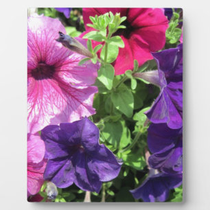 Colorful Petunias Plaque