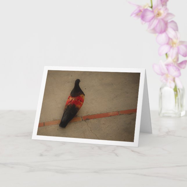 Colorful Pigeon at San Miguel Monastery Card (Orchid)