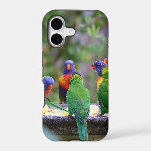 Colorful Rainbow Lorikeet Parrots Eating