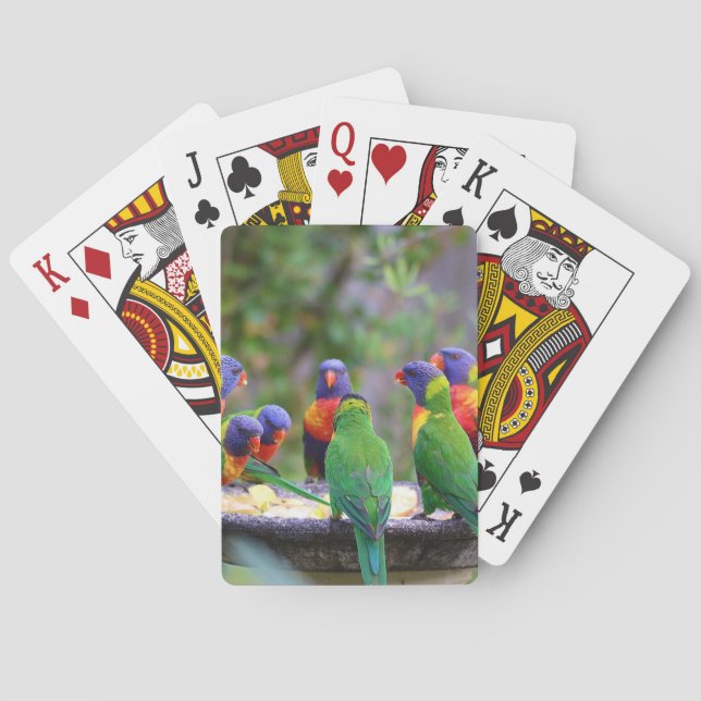 Colorful Rainbow Lorikeet Parrots Eating Playing Cards (Back)