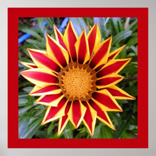 Colorful Red and Yellow Flower Photo Poster