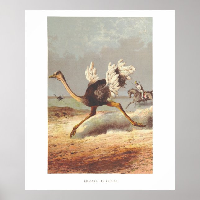 Colorful running ostrich illustration print (Front)