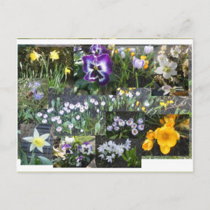 Colorful Spring Flowers Collage DIY Postcard