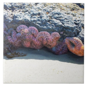 Colorful Starfish at Bob Creek, OR Tile