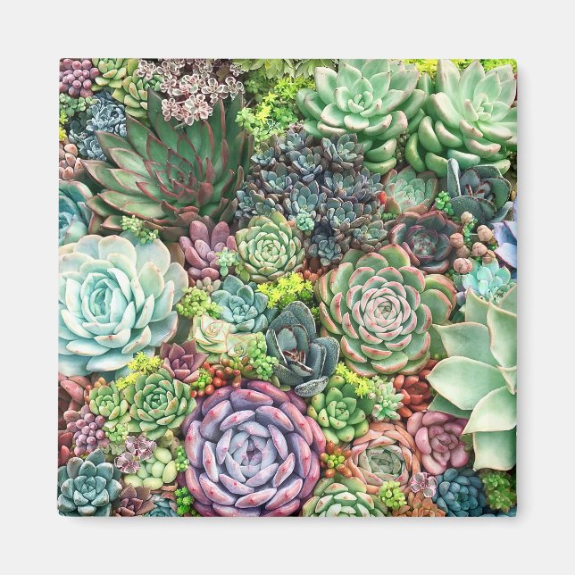 Colorful Succulent Garden Magnet (Front)