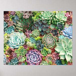 Colorful Succulent Garden Poster