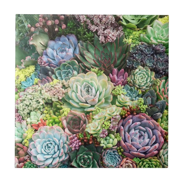 Colorful Succulent Garden Tile (Front)