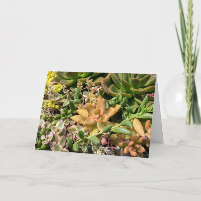 colorful succulent plants card (Front)