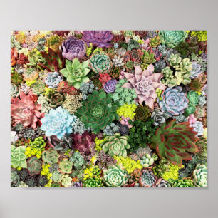 Colorful Succulents Poster