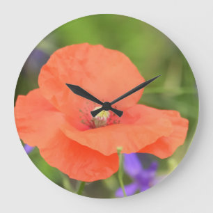 Colorful summer field poppy flower and mouse peas large clock