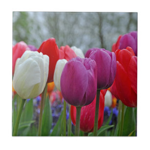 Colorful tulips beauty tile