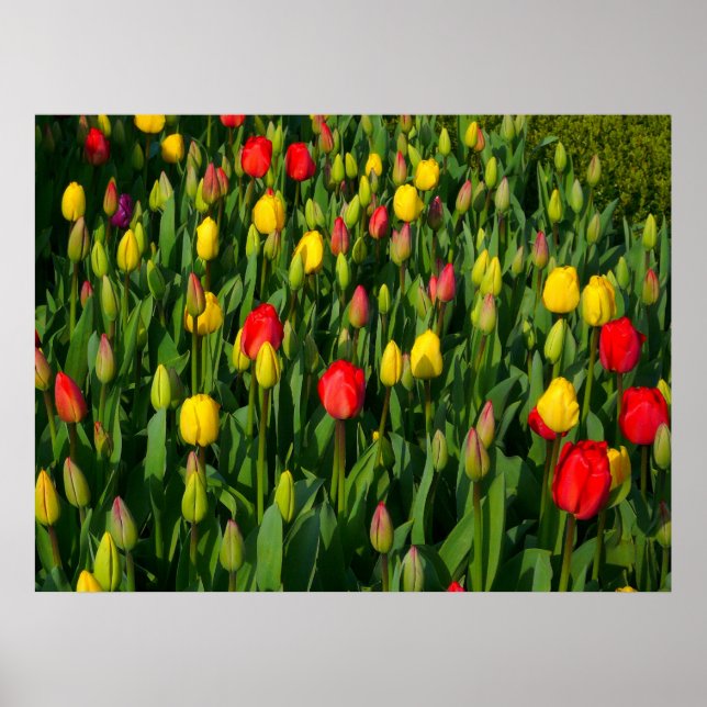 Colorful Tulips Poster (Front)