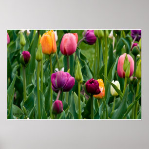 Colorful Tulips Print