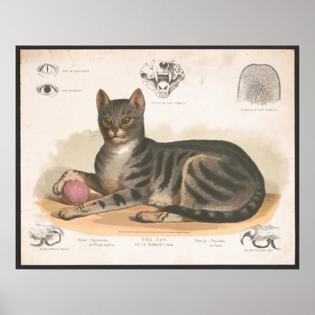 Colorful Vintage Cat Illustration Art Print (Front)