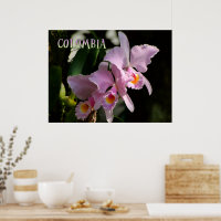 Colors of Colombia Orchid