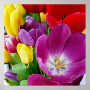 colors of tulips poster