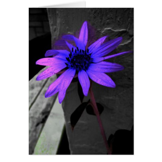 Colorsplash Purple Flower Black and White (Front)