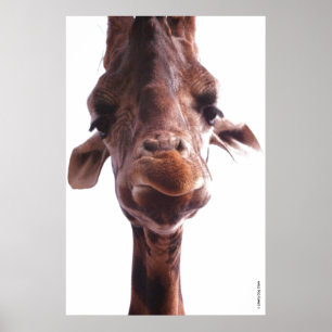 COLOSSAL POSTERS - GIRAFFE FACE - HUMOR PHOTO