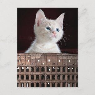 Colosseum big white kitty postcard