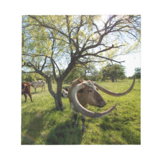 Colossol Texas Longhorn Cattle Notepad