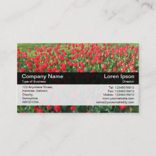 Colour Band - Black - Bed of Red Tulips 01 Business Card