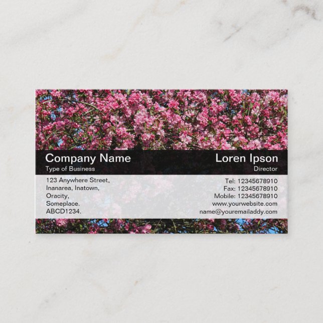 Colour Band - Black - Pink Cherry Blossom Business Card (Front)