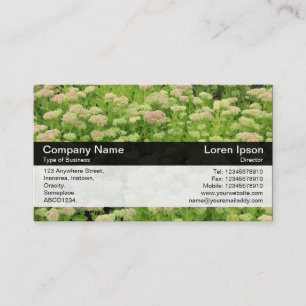 Colour Band - Black - Sedum Business Card
