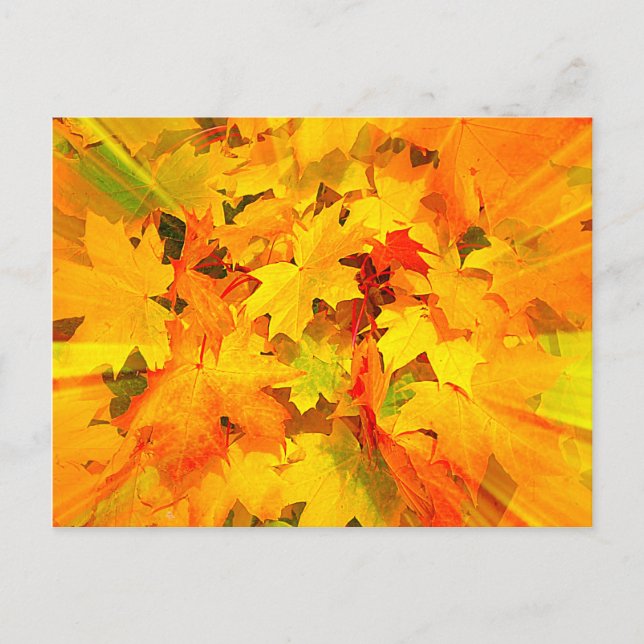 Colour Burst of Fall Leaves Autumn Colours Postcard (Front)