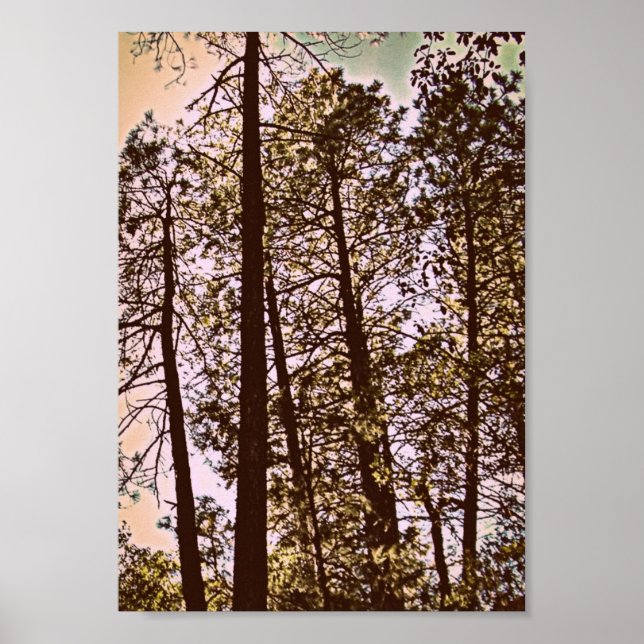 colour by the trees poster (Front)