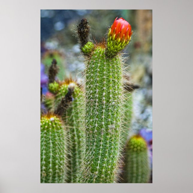 Colour Cacti Poster (Front)