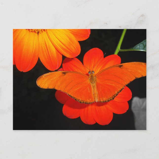 colour co ordinated postcard (Front)