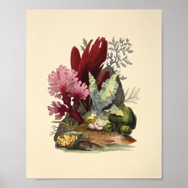 Colour Coral Art Ocean Garden Art Print (Front)