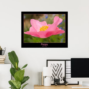 Colour Framed Pink Poppy Photograph Close-up Poster