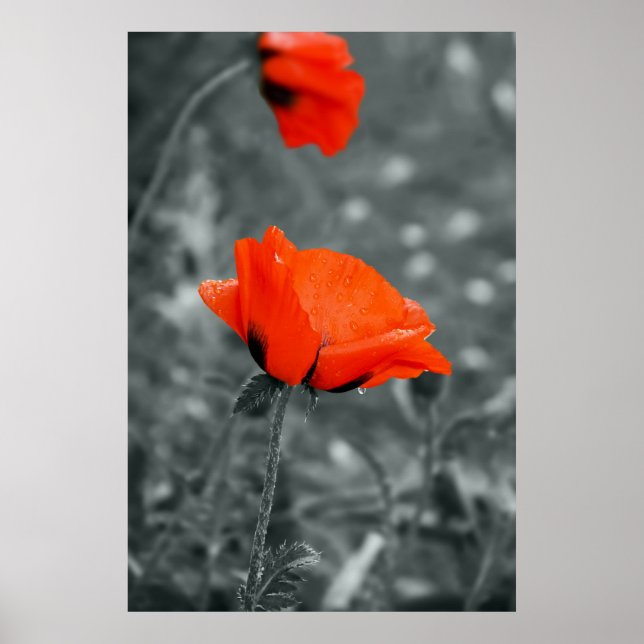 Colour key Poppy Poster (Front)