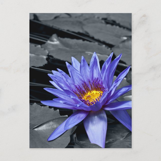 Colour key Tropical Waterlily Postcard (Front)
