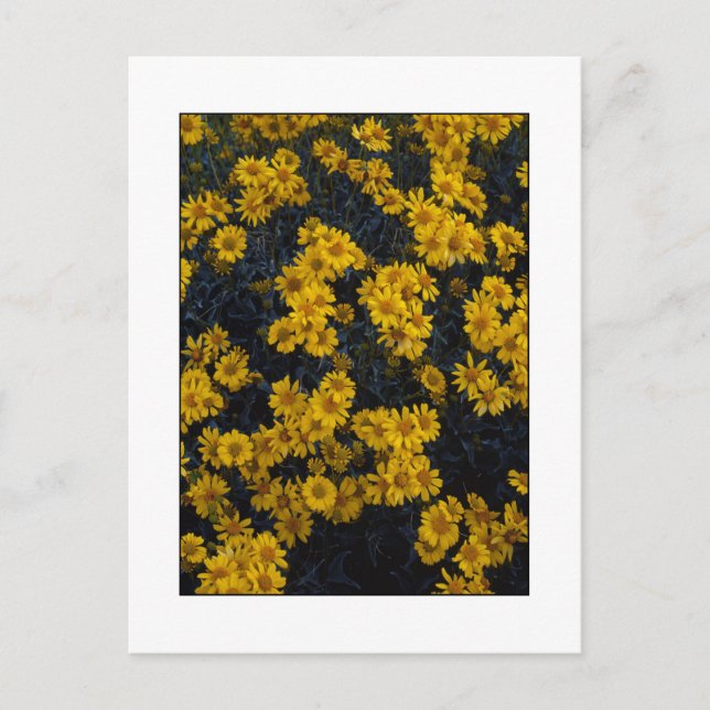 " Colour Me Yellow " Postcard (Front)