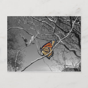 Colour Monarch Postcard