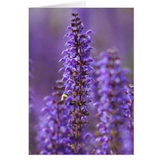 Colour of Summer Blank Greeting Card