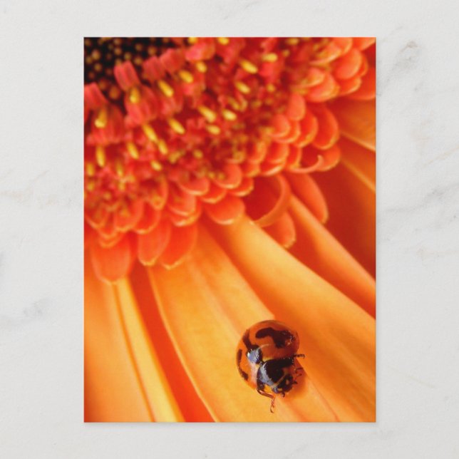 colour of summer postcard (Front)