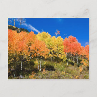 Colour on the Mountain Postcard